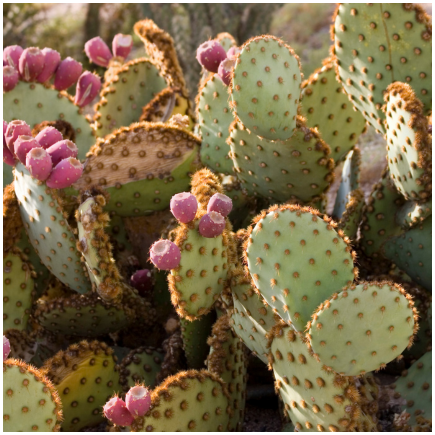Cactus flavour